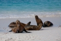 067 SeaLions22